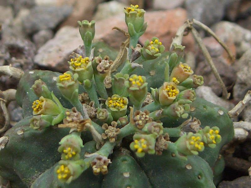 euphorbia meloformis valida 0836