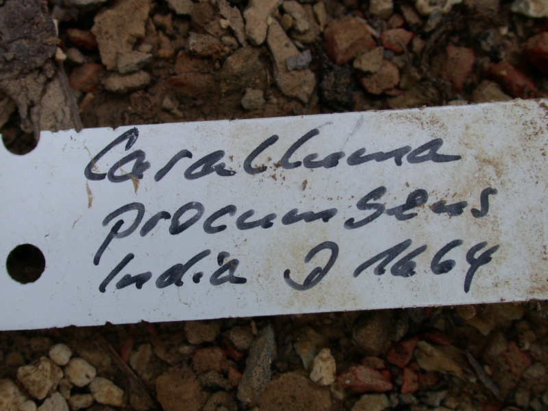 caralluma procumbens india d1664 05