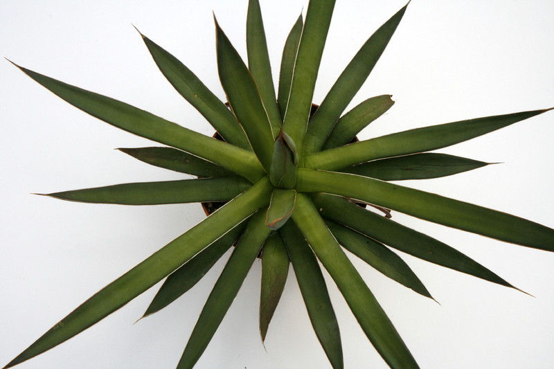 agave ocahui 7670