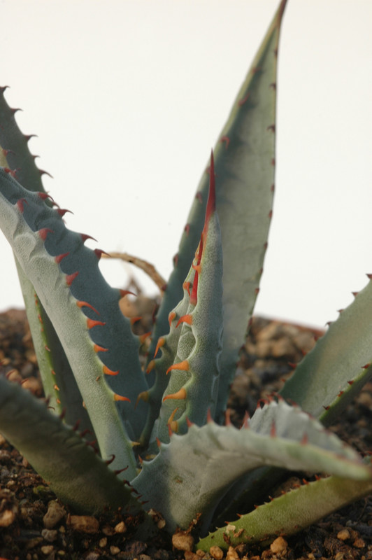 agave mckelveyana yava 8452