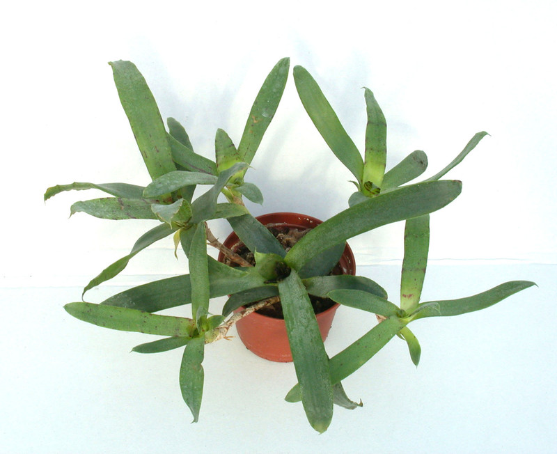 neoregelia liliputana 05