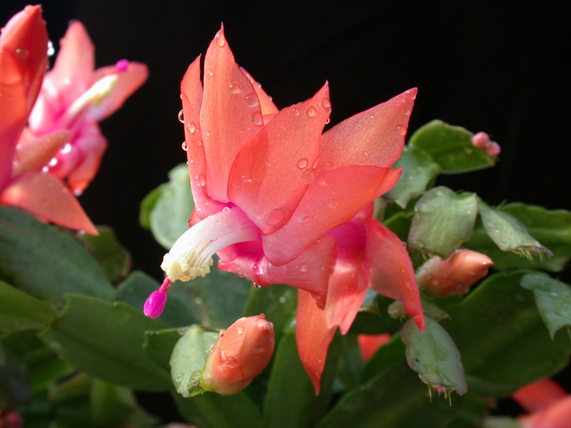 schlumbergera new chrismas 12
