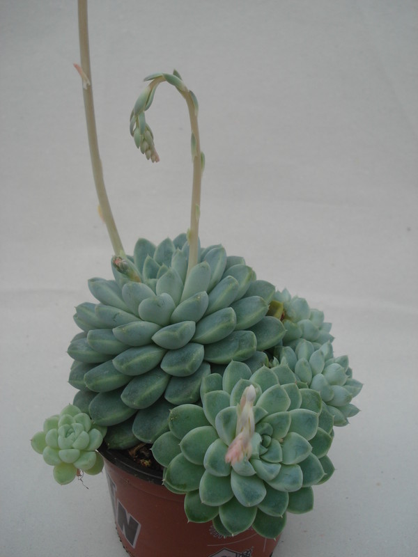 echeveria albicans 8282