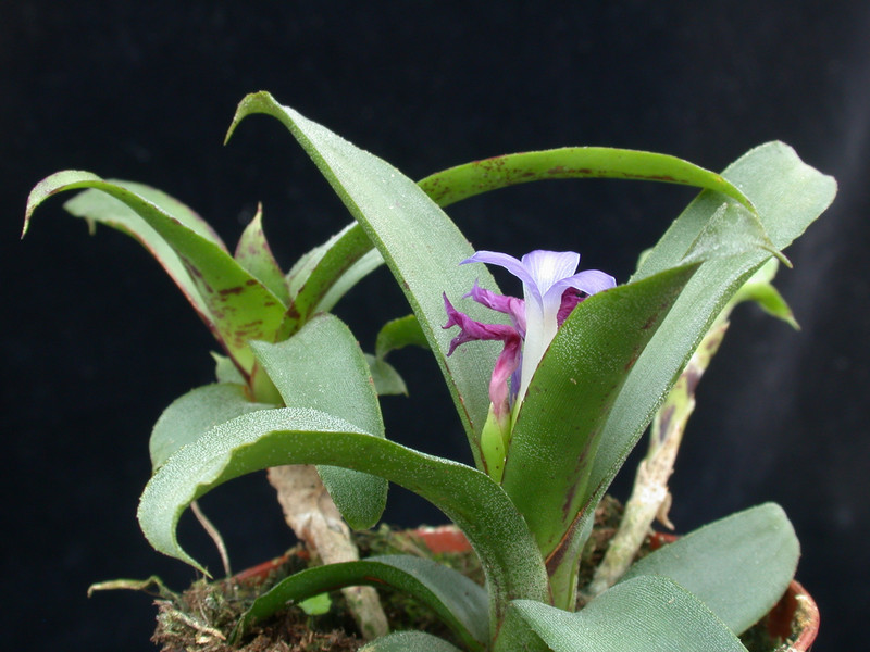 neoregelia liliputana 10