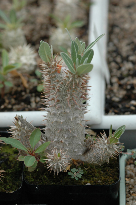 pachypodium densiflorum horombe 02