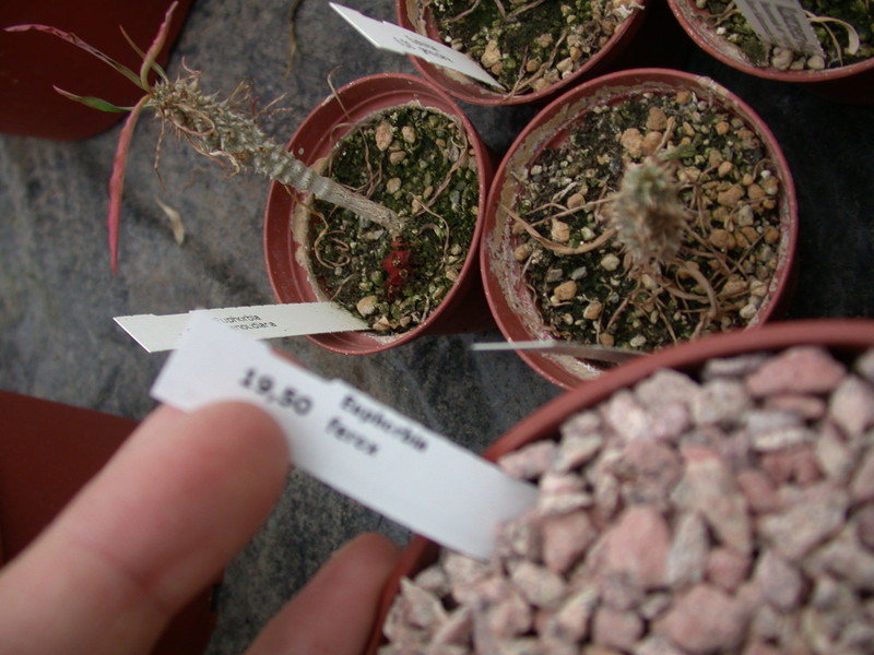 euphorbia ferox 1350