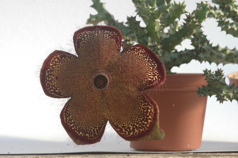edithcolea grandis 1727