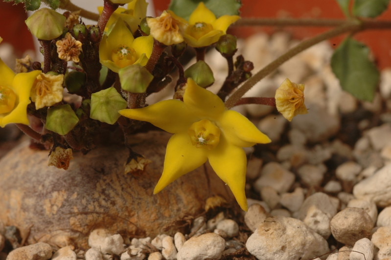 brachystelma caffrum 1426