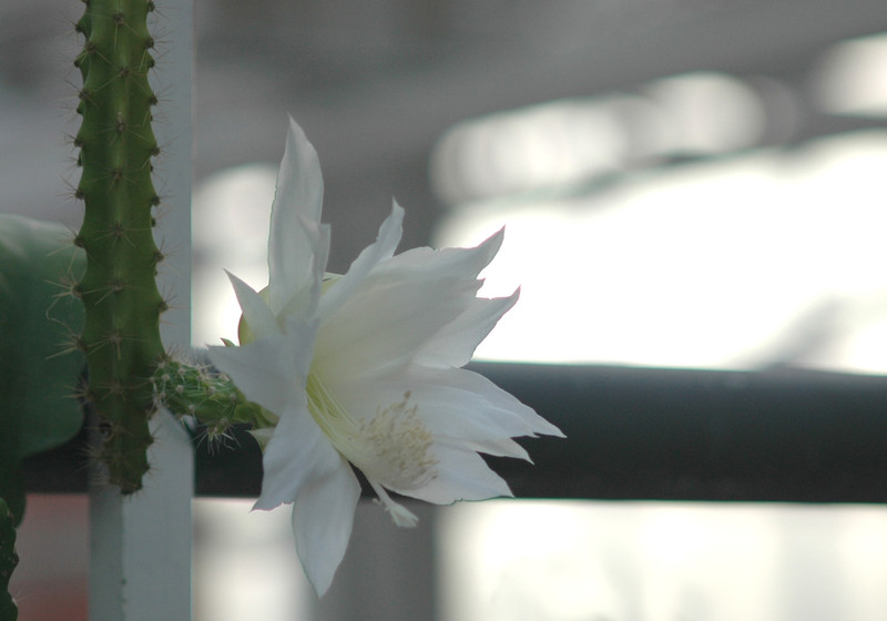 heliocereus speciosus amacamensis 03