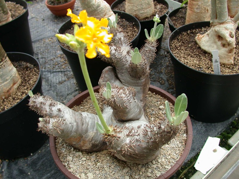 pachypodium densiflorum itremo 01