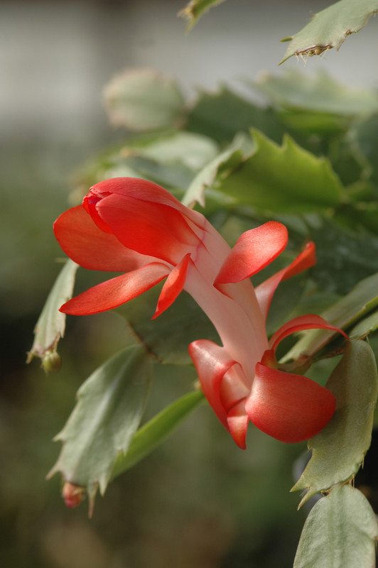 schlumbergera stephanie 8252