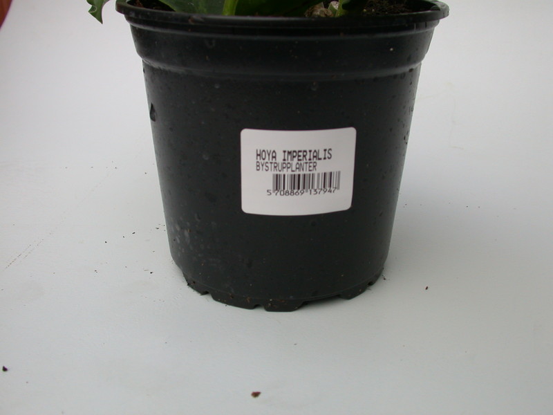 hoya imperialis 4009