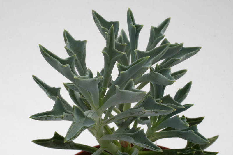 senecio kleinoides 7543