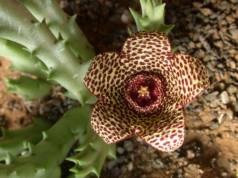orbea verrucosa karoo 04
