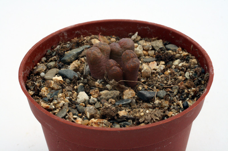conophytum pellucidum cupreatum grootberg 2847
