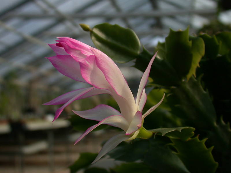 schlumbergera hatherton charm 220
