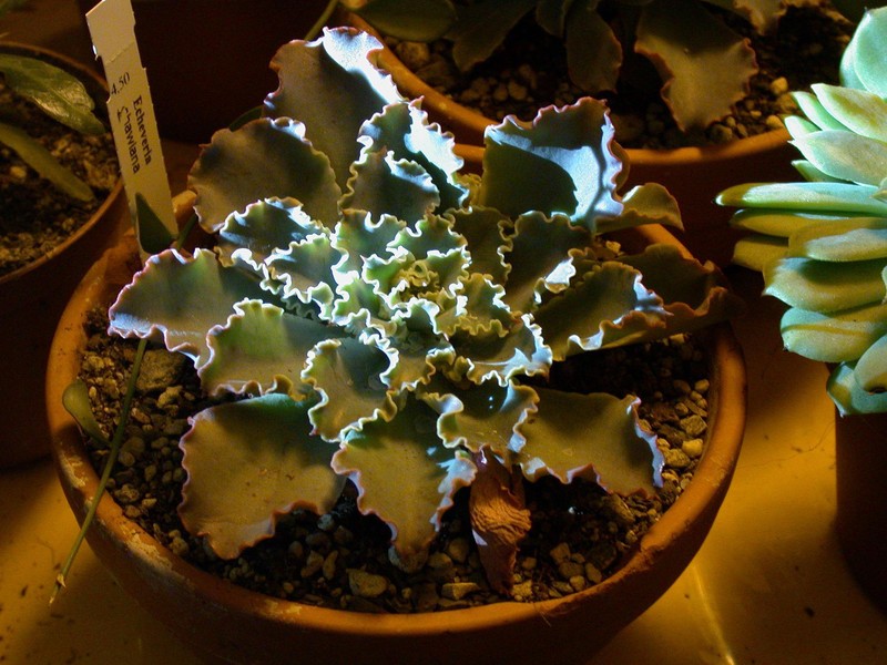 echeveria shawiana