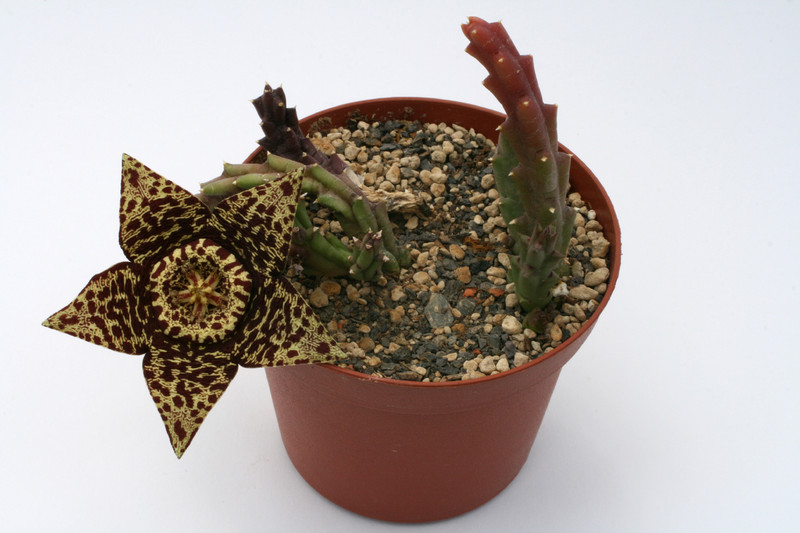 orbea variegata dunkle bluete 9328