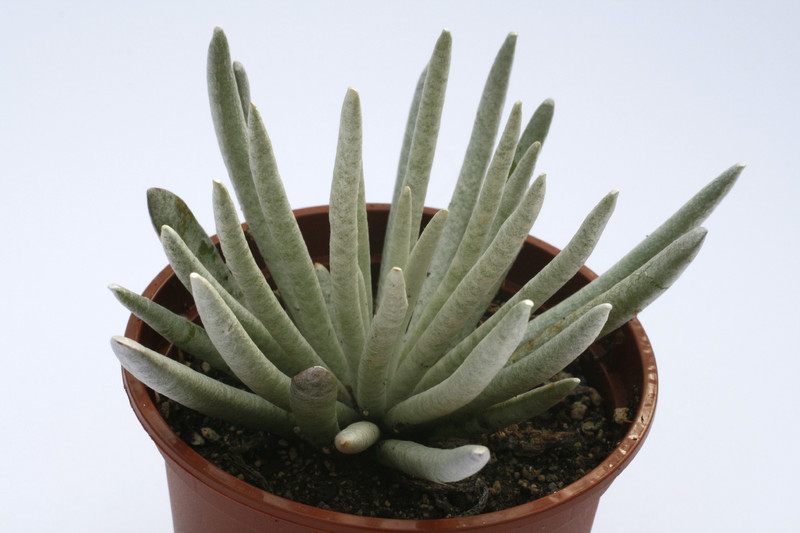 senecio scaposus 7830