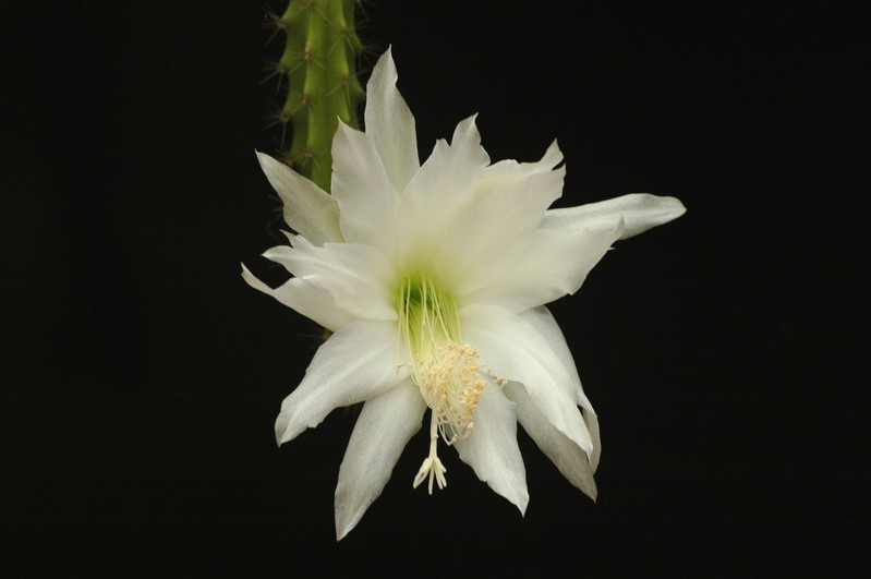 heliocerus speciosus amacamensis 23