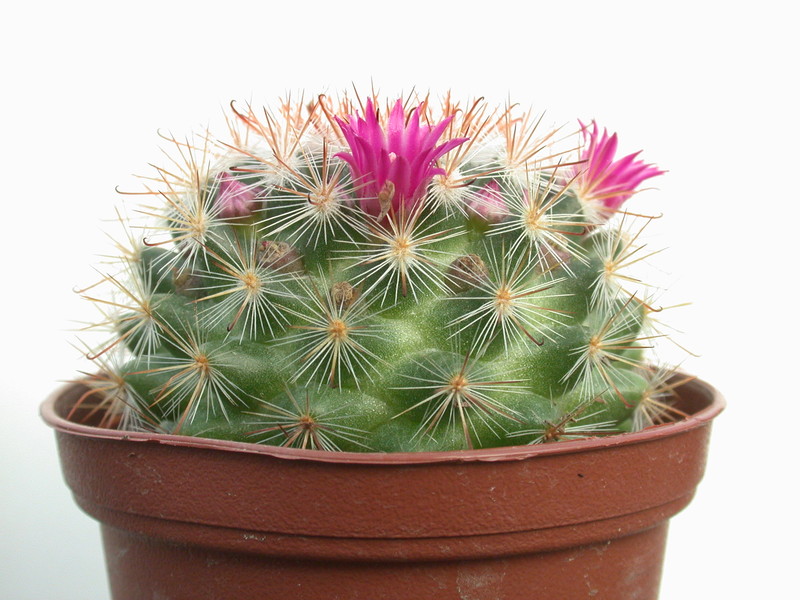 mammillaria berkiana 8365