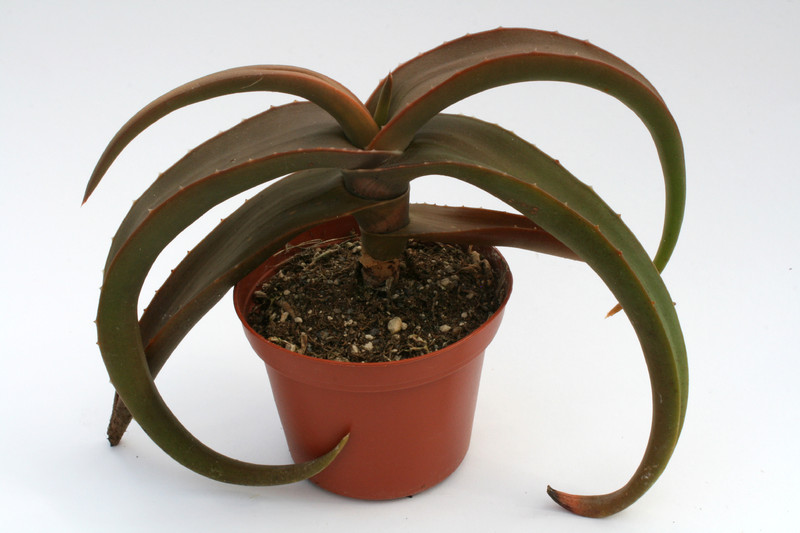 aloe fleurentiniorum 6654
