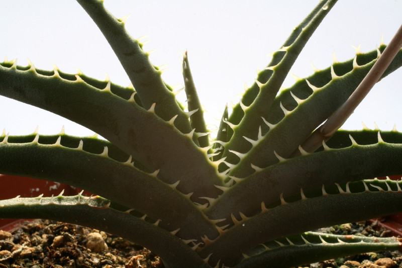 aloe calcairpphila 3015