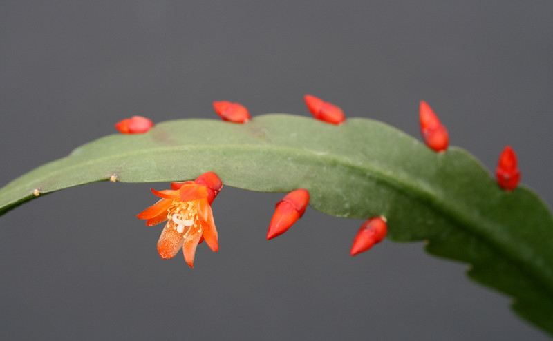 lepismium monacanthum espinosae 1821