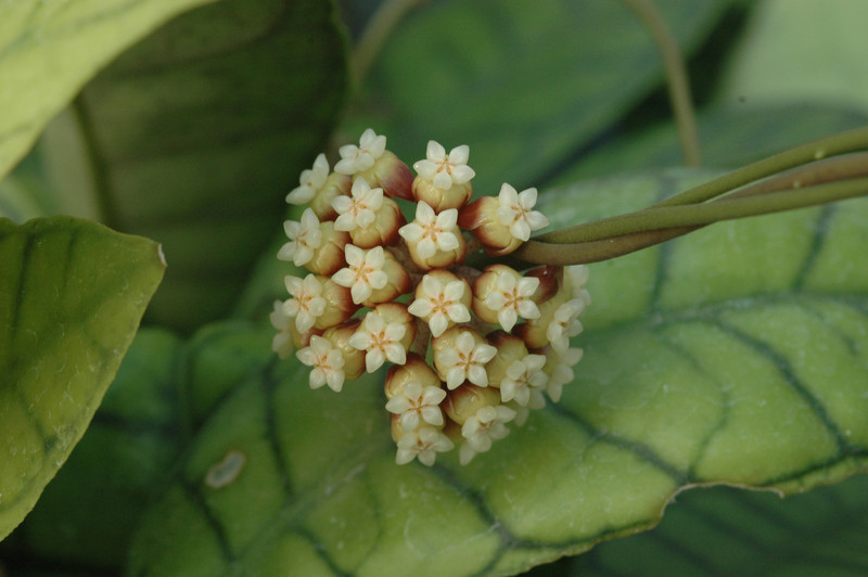 hoya meredithii 3425 08