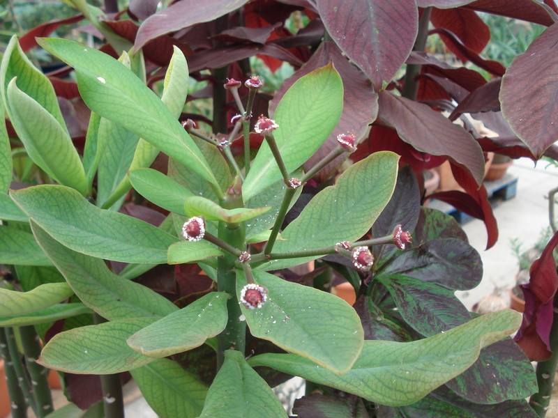 synadenium grantii 9944