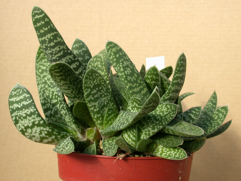 gasteria prolifera 03