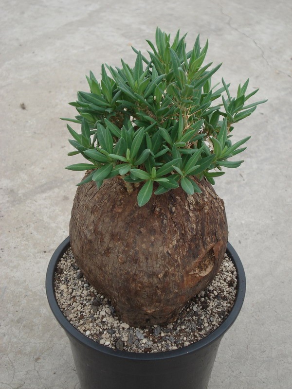 pachypodium bispinosum 6