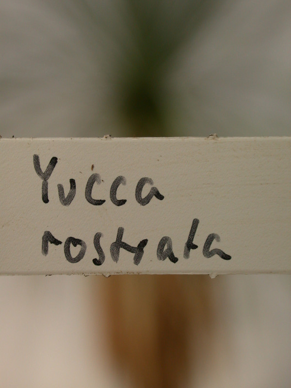 yucca rostrata 1498