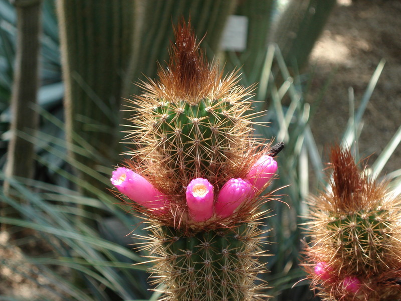 arrojadoa rhodantha 374