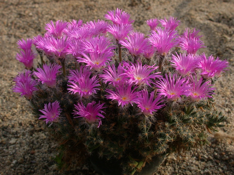 trichodiadema densum 128