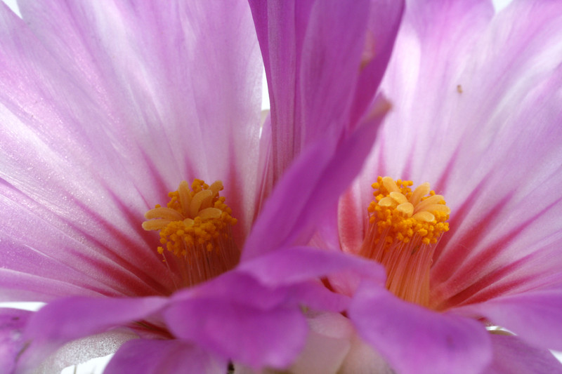 thelocactus bicolor sb563 0257