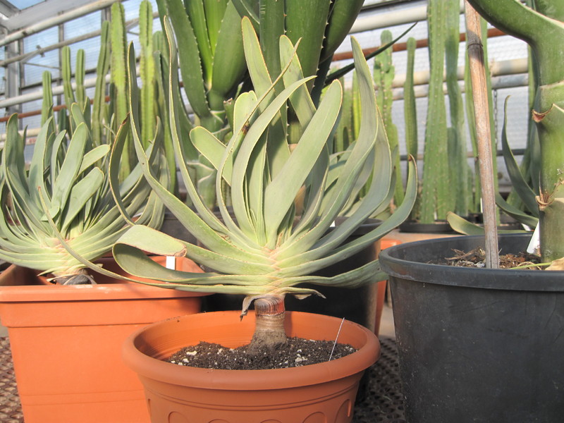 aloe plicatilis 3613