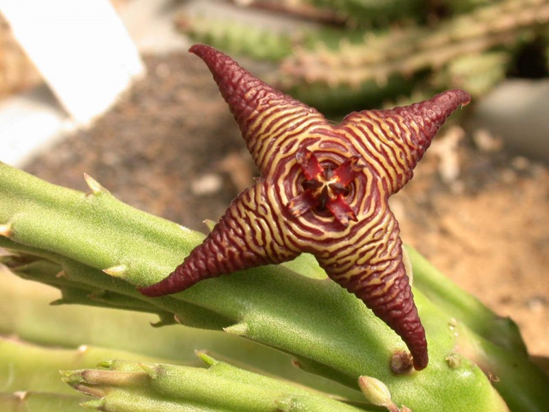 stapelia cedrimontana 03