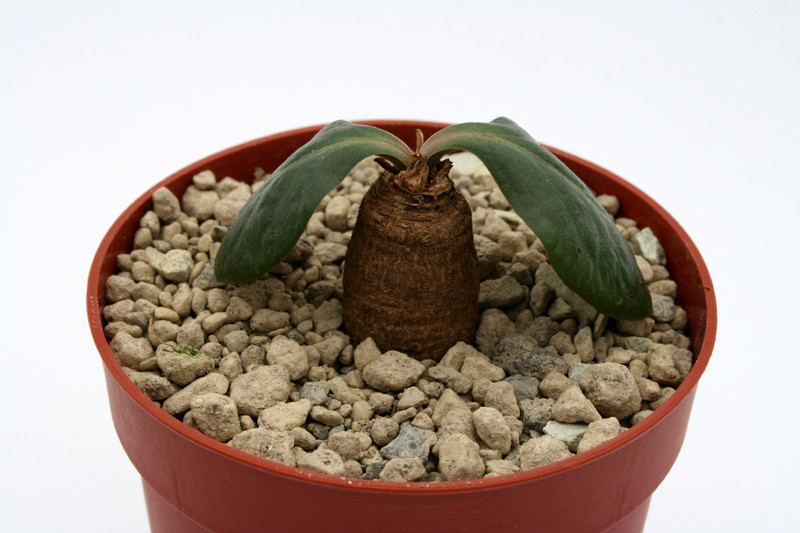 euphorbia ecklonii 6957