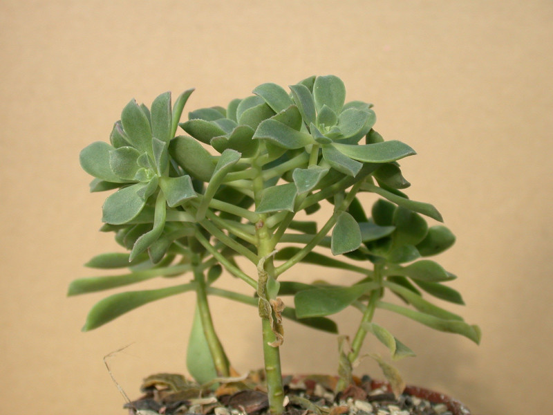 aeonium haworthii 03
