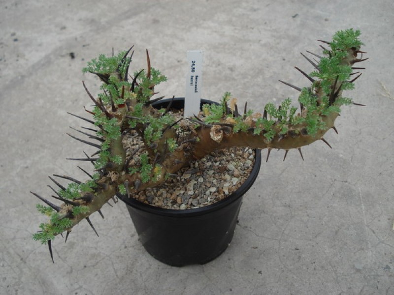 sarcocaulon herrei 05