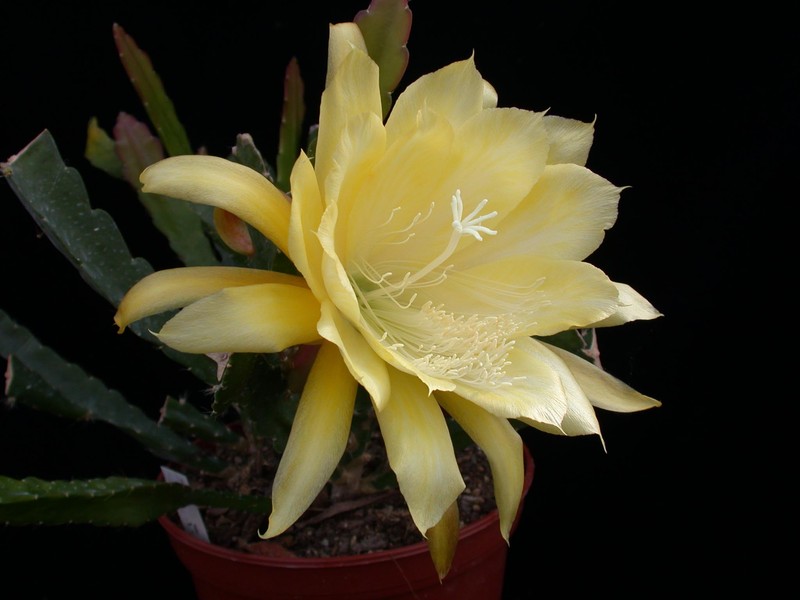 eh yellow gem 9910 11