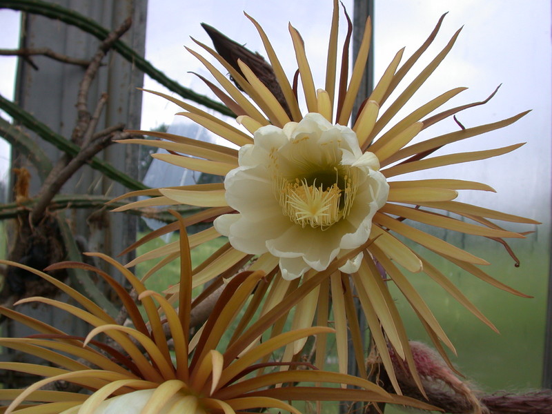 selenicereus grandiflorus 5464