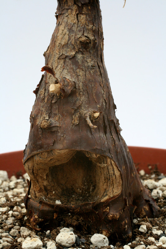 mestoclema tuberosum 9984