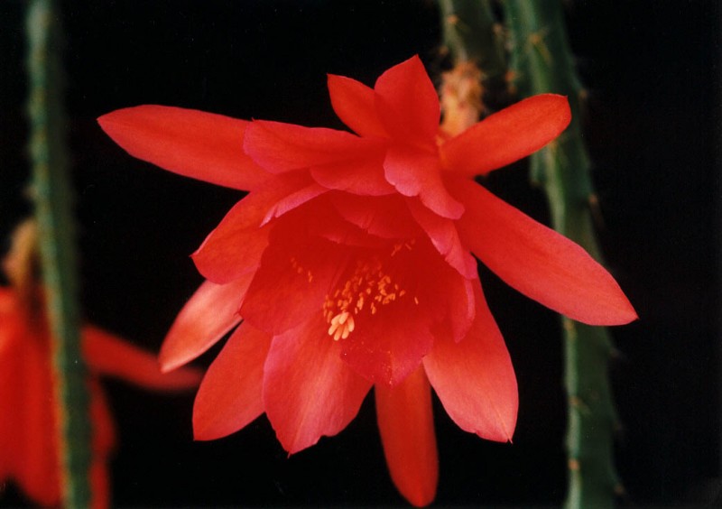 aporocactus naja