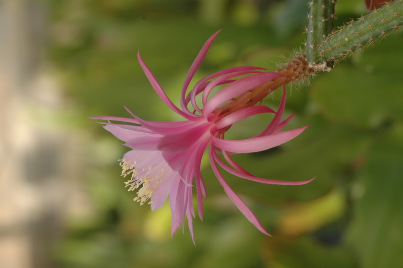 aporocactus royal silk 1308