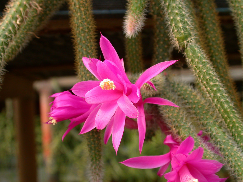 aporocactus flagelliformis x03