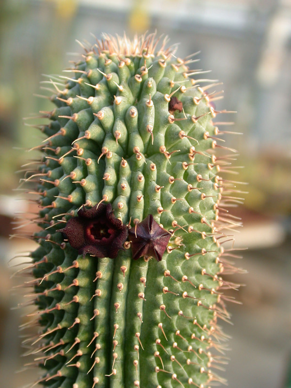 hoodia pilifera 01