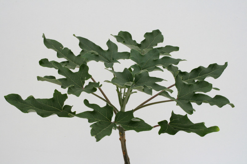 uncarina decaryi 3551