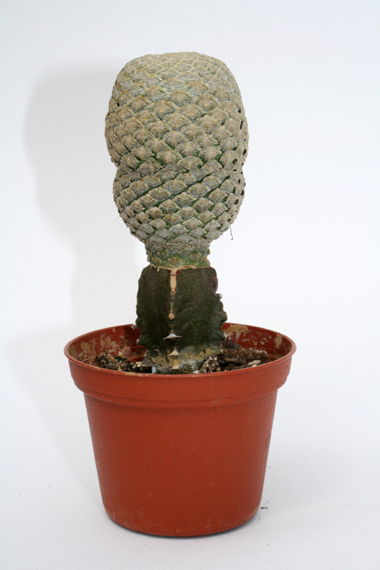 euphorbia piscidermis 4050